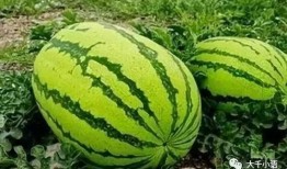 小黑粉吃大瓜,揭秘娱乐圈大瓜背后的真相