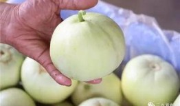 白色棚瓜怎么吃