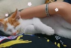 猫可以吃蜜瓜,猫咪的甜蜜美食探索