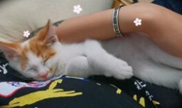 猫可以吃蜜瓜,猫咪的甜蜜美食探索