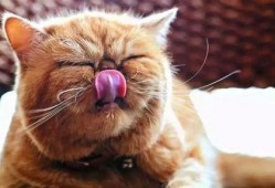 猫九酱吃瓜,揭秘娱乐圈那些不为人知的幕后故事