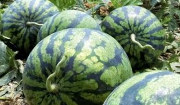 吃瓜地里的壁纸,揭秘吃瓜地里的壁纸魅力