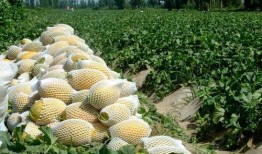 瓜州群众瓜州吃瓜州瓜,瓜州瓜乡瓜州群众瓜州瓜的甜蜜生活