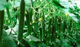 干大瓜怎么吃,解锁美味新境界