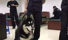 吃瓜群众警犬,吃瓜群众见证正义瞬间