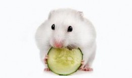 仓鼠南吃瓜,仓鼠南的瓜田奇遇记