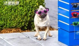 汪星卧底吃瓜,揭秘宠物界的神秘事件