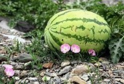 苏州吃瓜 直播间