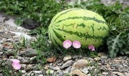 苏州吃瓜 直播间