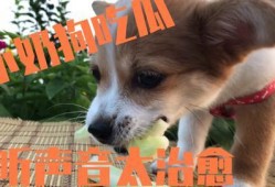 主人带狗狗吃瓜