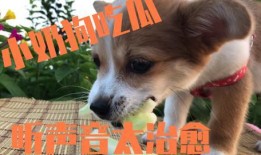主人带狗狗吃瓜