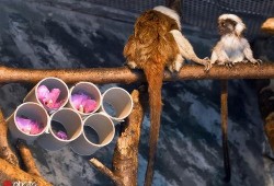 毛猴吃瓜,瓜田里的欢乐食记