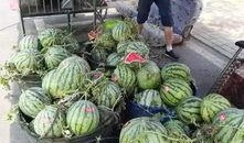 务川网红吃瓜事件,揭秘网络舆论的风暴与反思