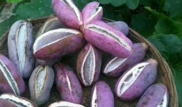 肾细胞癌可以吃八月瓜吗,肾细胞癌患者饮食新选择？