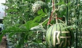 雨里吃瓜,一场别开生面的夏日盛宴