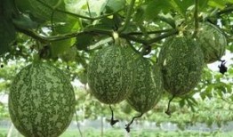 孕妇梦见吃吊瓜,吊瓜寓意着什么？