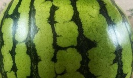 香港表演吃瓜视频