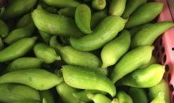 吃角瓜图片,图片中的角瓜盛宴