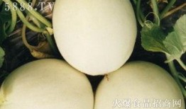 吃高瓜上火吗,揭秘高瓜是否会上火