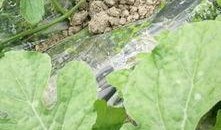 白色棚瓜怎么吃