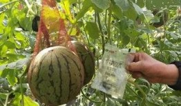 雨里吃瓜,一场别开生面的夏日盛宴