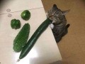 猫吃剥皮瓜,剥皮瓜的独特魅力