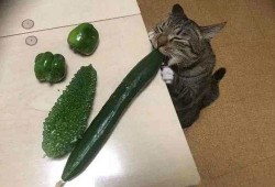 猫吃剥皮瓜,剥皮瓜的独特魅力