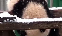 吃瓜小熊痛经,甜蜜烦恼的甜蜜见证