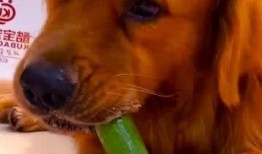 狗子可以吃三月瓜吗,狗子能否享用美味的三月瓜？