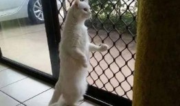 夏天猫带你吃瓜,猫带你瓜果飘香