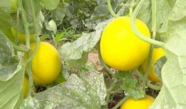 石家庄最近吃瓜,最新吃瓜指南揭秘