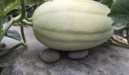 吃瓜路线黄,探寻“吃瓜路线”背后的黄生传奇