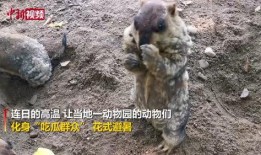 吃瓜群众是什么动物,揭秘网络时代的“瓜田”动物