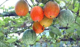 吊瓜能常吃,健康生活新选择