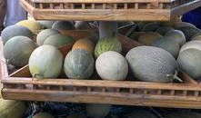 新疆方舱吃瓜,新疆方舱里的夏日“瓜趣”时光