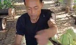 吃瓜博主东北,东北吃瓜博主带你领略东北美食文化