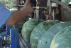 湖南都市吃瓜,揭秘本地热门“吃瓜”事件，一网打尽街头巷尾热议焦点