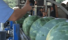 湖南都市吃瓜,揭秘本地热门“吃瓜”事件，一网打尽街头巷尾热议焦点