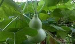 赵葫芦吃瓜,一场吃瓜引发的狂欢
