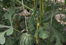 郑州南京吃瓜,两地美食文化碰撞之旅