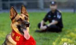 吃瓜群众警犬,吃瓜群众见证正义瞬间