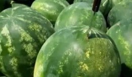 吃瓜的瓜甜不甜下一句,探究瓜甜不甜背后的秘密