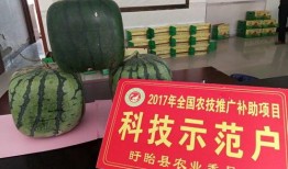 看观音吃瓜,品尝人间瓜果滋味
