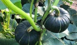 小瓜吃胖了,探寻美食与健康的平衡之道