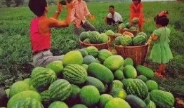 最近怎么都是吃瓜