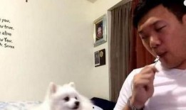 狗狗吃瓜动作视频,瓜果诱惑下的欢乐瞬间