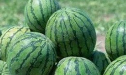 卫宫吃瓜照片,揭秘宫廷秘闻