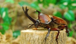 独角仙吃瓜吗,揭秘昆虫界的“吃瓜群众”