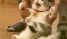 高层吃瓜,揭秘权力巅峰的吃瓜盛宴