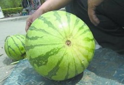 江北最后的深情吃瓜,一场关于瓜果的味蕾盛宴